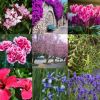 Imagen de En fotos: las 15 plantas de exterior que soportan el frío y el calor y llenan de color el jardín durante todo el año