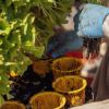 Imagen de Qué verduras podés cultivar en macetas si vivís en un departamento: agosto es ideal para arrancar una mini huerta