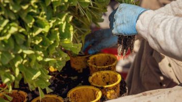 Qué verduras podés cultivar en macetas si vivís en un departamento: agosto es ideal para arrancar una mini huerta