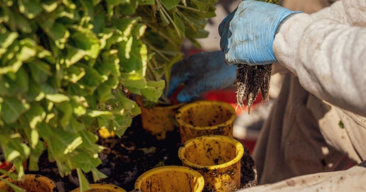 Guía para cultivar verduras en macetas en departamentos durante agosto