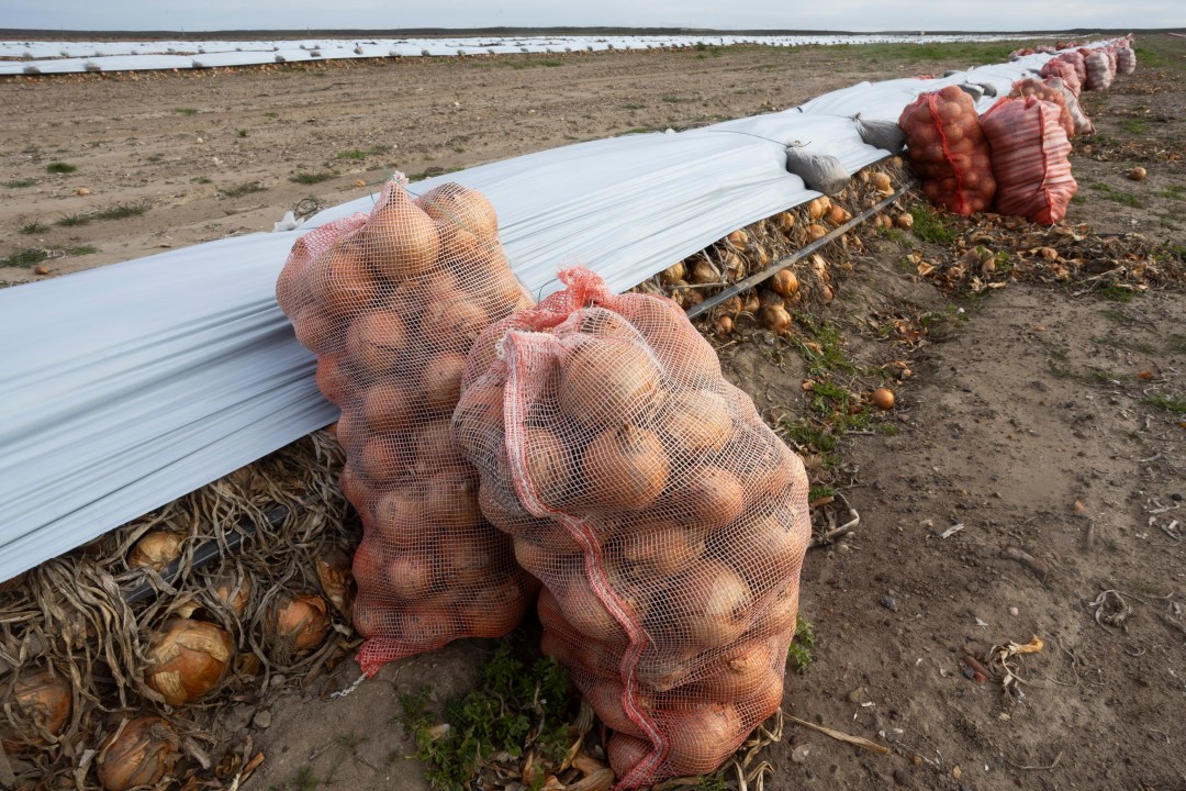 La producción del establecimiento se destina principalmente a Brasil, uno de los principales mercados para la cebolla del Valle de Viedma. Fotos: Pablo Leguizamon.