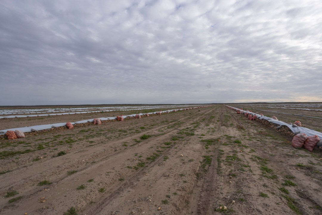 Hace tres años incorporaron riego por goteo, una tecnología que permitió mejorar los rendimientos y la productividad del cultivo. Fotos: Pablo Leguizamon.
