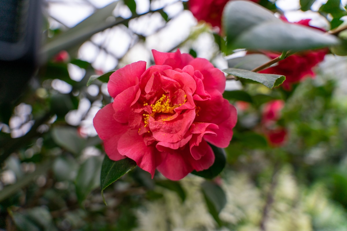 Las flores de invierno que embellecen los jardines patagónicos durante la helada