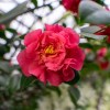 Imagen de La planta que florece en invierno, soporta las heladas y llena el jardín de color cuando casi todo está seco