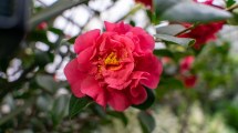 Imagen de La planta que florece en invierno, soporta las heladas y llena el jardín de color cuando casi todo está seco