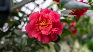 La planta que florece en invierno, soporta las heladas y llena el jardín de color cuando casi todo está seco