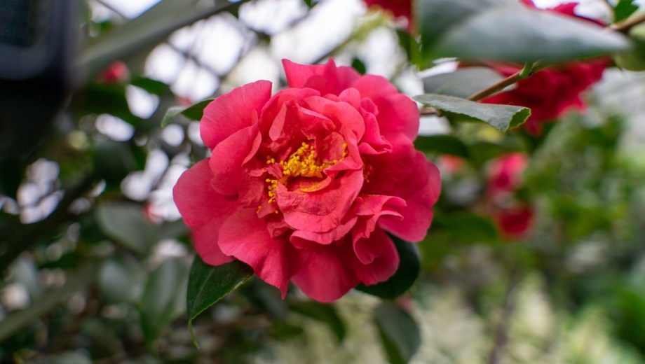 La camelia japonica soporta sin mayores inconvenientes las heladas moderadas propias del invierno en muchas regiones.