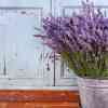 Imagen de Lavanda en invierno: el secreto de la planta rústica que resiste el frío y transforma tu hogar