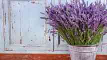 Imagen de Cómo cuidar la lavanda en invierno: secretos para un hogar lleno de color y aroma