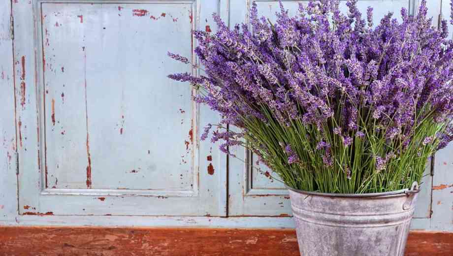 Lavanda en invierno: el secreto de la planta rústica que resiste el frío y transforma tu hogar.-