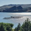 Imagen de Del Limay al mundo, la trucha neuquina impulsa el crecimiento