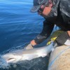 Imagen de Pez limón en Chubut: una de las especies más codiciadas por los chefs echa raíces en la Patagonia