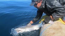 Imagen de Pez limón en Chubut: una de las especies más codiciadas por los chefs echa raíces en la Patagonia