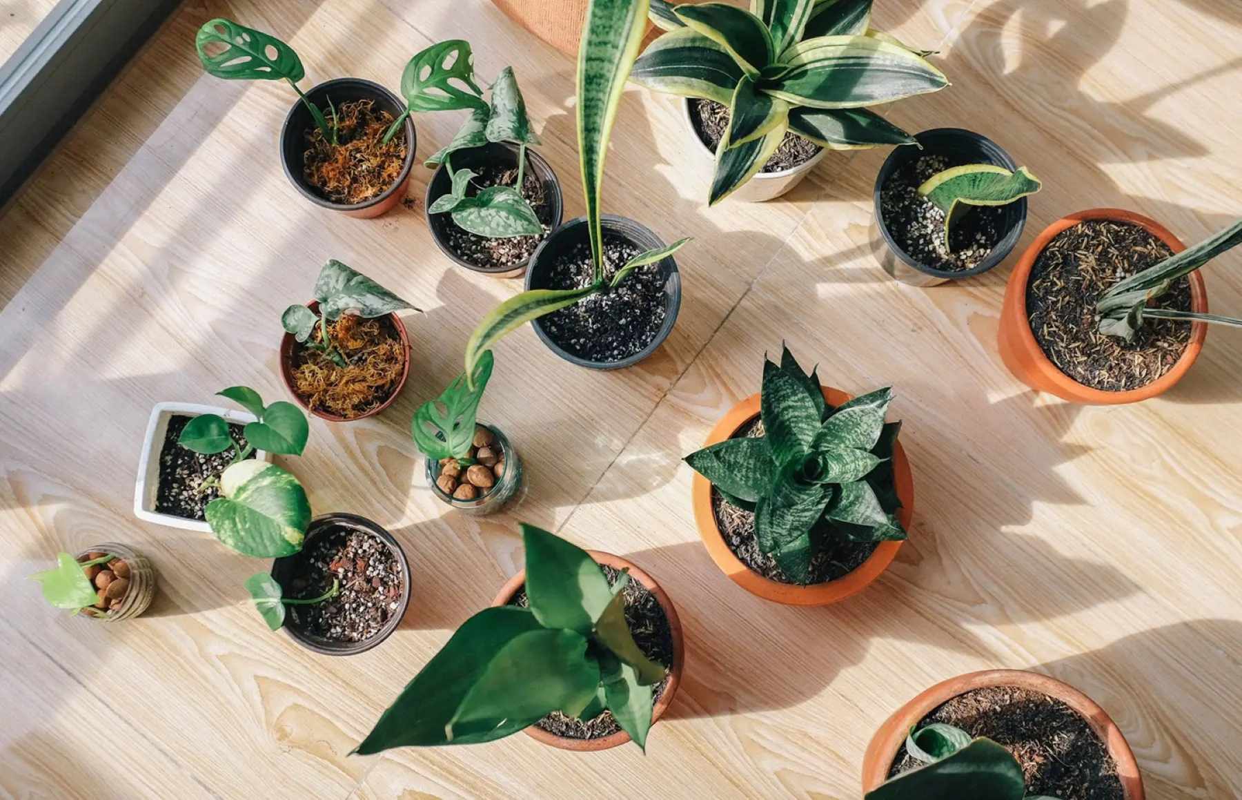 Recomendaciones para el riego de plantas de interior en invierno