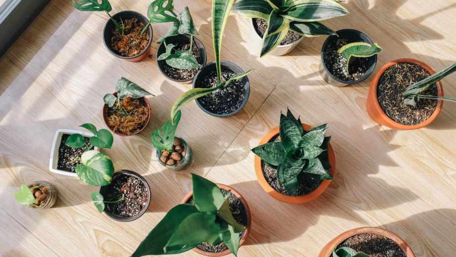El riego de invierno: cómo cuidar tus plantas de interior sin dañarlas
