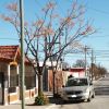 Imagen de Arbolado urbano: el bien común que hace más habitables las ciudades