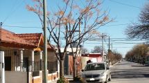 Imagen de Arbolado urbano: el bien común que hace más habitables las ciudades