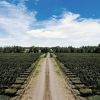 Imagen de Google Pinpoint | Los caminos del vino y de la vida en Río Negro y Neuquén