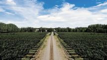 Imagen de Google Pinpoint | Los caminos del vino y de la vida en Río Negro y Neuquén