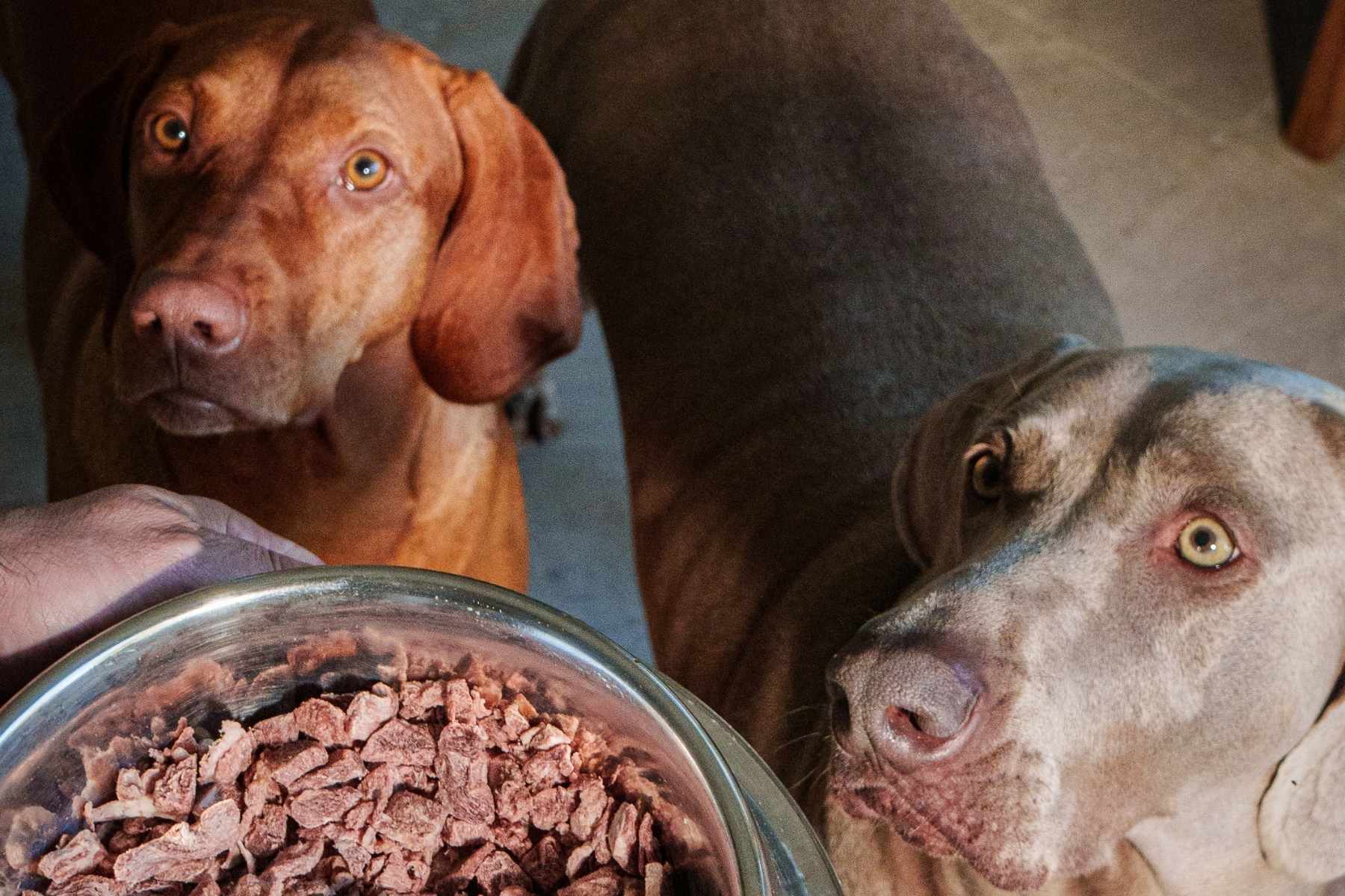 Aumento en la lectura de etiquetas de snacks para mascotas