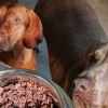 Imagen de Cada vez más personas también leen las etiquetas de los snacks que compran para sus mascotas