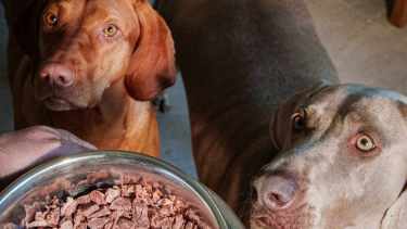 Cada vez más personas también leen las etiquetas de los snacks que compran para sus mascotas