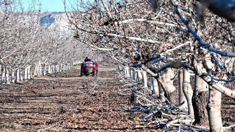 Tiempo de poda en el establecimiento nogalero Alta Patagonia.