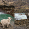 Imagen de Buscan al chivito guardián del Salto del Agrio que enamoró a todos los turistas