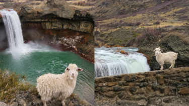 Buscan al chivito guardián del Salto del Agrio que enamoró a todos los turistas: «ojalá vuelva pronto al piño»