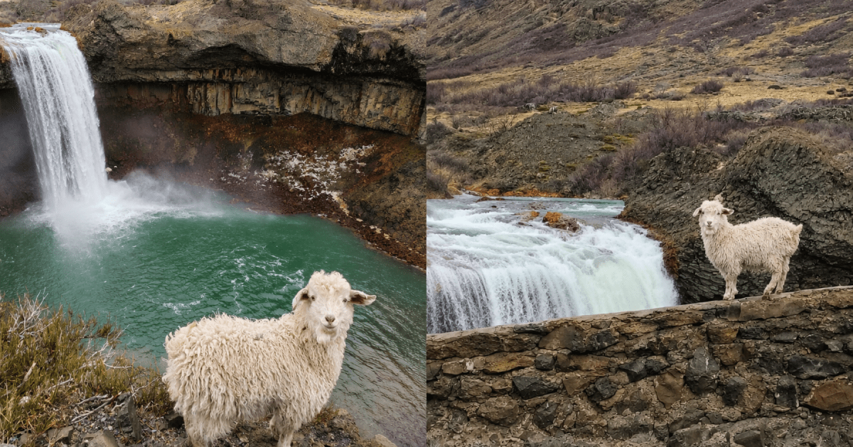 Buscan al chivito guardián del Salto del Agrio que enamoró a todos los turistas: "ojalá vuelva pronto al piño"