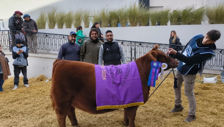 La ternera de Cabaña La Cantera premiada en la Expo Rural de Palermo.