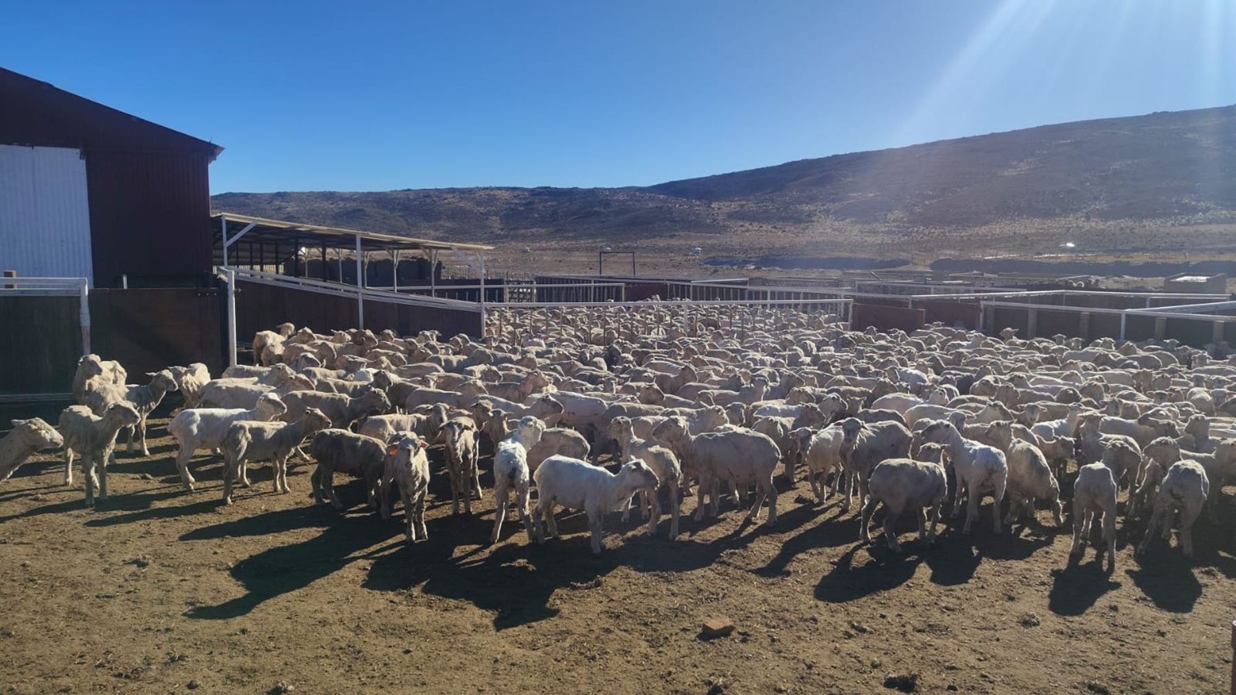 Un equipo esquila 60.000 ovejas en la Región Sur de Río Negro