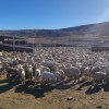 Imagen de 60.000 ovejas esquiladas por temporada: el equipo que nunca se detiene en la Región Sur rionegrina