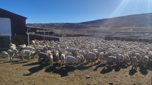 60.000 ovejas esquiladas por temporada: el equipo que nunca se detiene en la Región Sur rionegrina