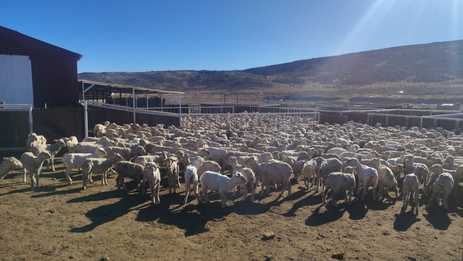 En agosto comienza la temporada de zafra lanera en la Región Sur rionegrina.