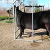Imagen de Expo Rural de Palermo 2026: las cabañas bovinas y ovinas de la Patagonia se suman a competir fuerte en el “mundial de las vacas”