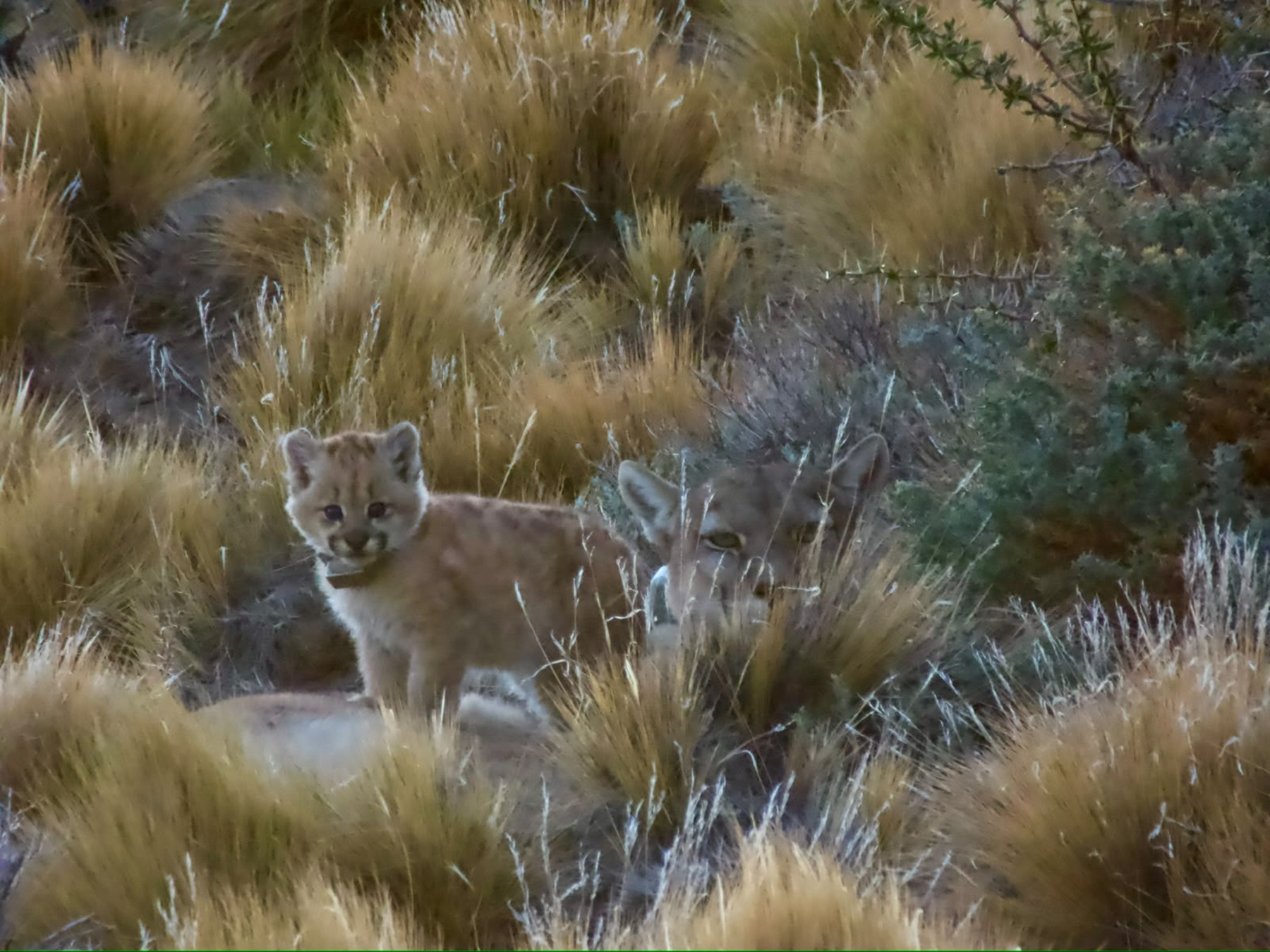 Soledad, la cachorra de puma que vive en el Parque Patagonia
