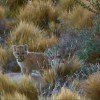 Imagen de Soledad: la cría de puma que cautivó a todos en el parque Patagonia