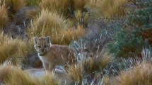 Imagen de Soledad: la cría de puma que cautivó a todos en el parque Patagonia