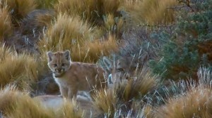 Soledad: la cría de puma que cautivó a todos en el parque Patagonia