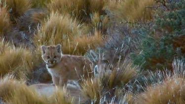 Soledad: la cría de puma que cautivó a todos en el parque Patagonia