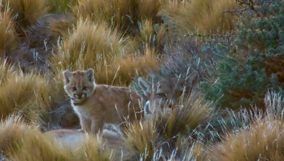 La cachorra de Puma, Soledad, crece en Parque Patagonia (Foto: gentileza)