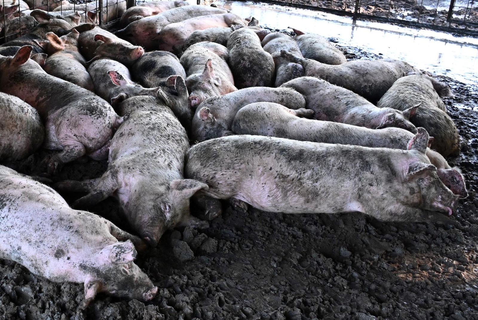 Viedma refuerza controles ante triquinosis y apunta a la venta ilegal de carne