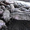 Imagen de Triquinosis: en Viedma intensifica los controles y apuntan a la venta clandestina de carne