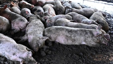 Triquinosis: en Viedma intensifican los controles y apuntan a la venta clandestina de carne