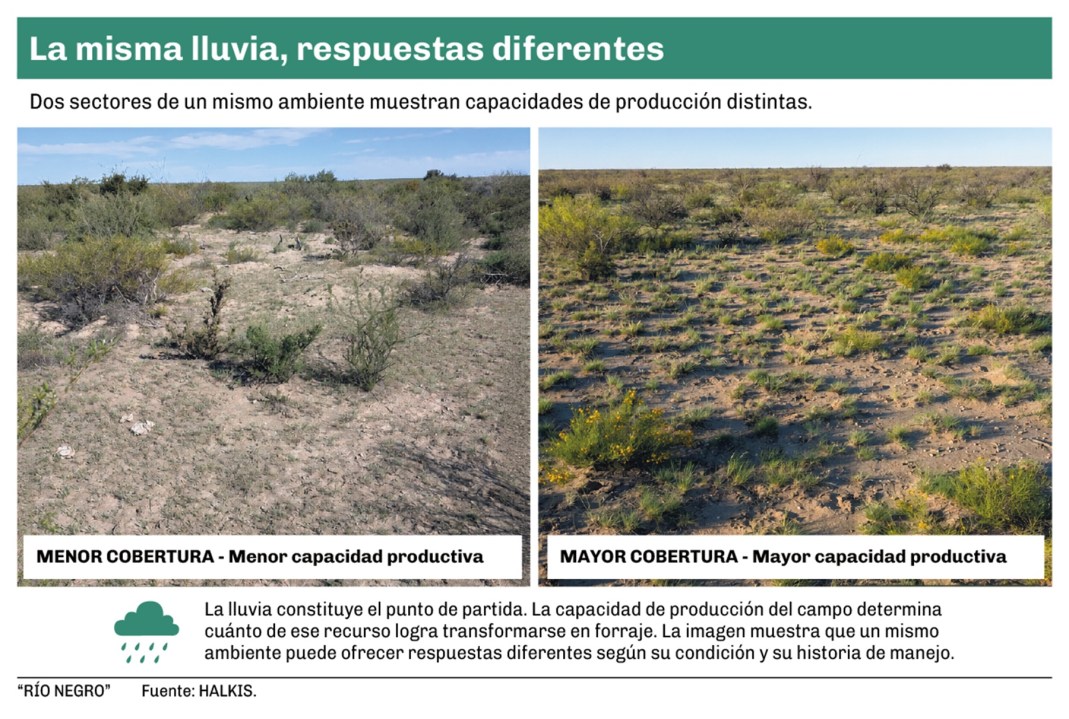 La misma lluvia, respuestas diferentes. La lluvia constituye el punto de partida. La condición del campo determina cuánto de ese recurso logra transformarse en forraje. Las imágenes representan distintas capacidades de producción dentro de un mismo ambiente, no dos modelos contrapuestos.