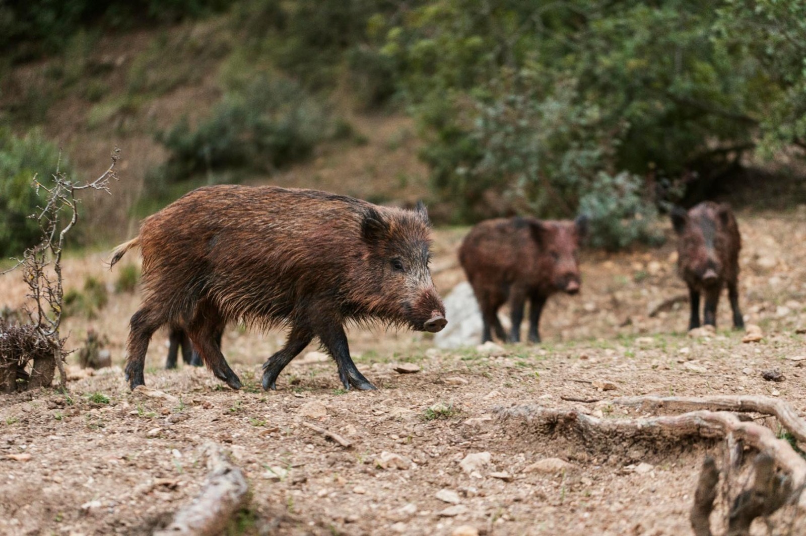 Nuevas oportunidades para la carne de jabalí en Río Negro