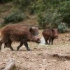 Imagen de Carne de jabalí en Río Negro: qué cambia con el proyecto que busca abrir un nuevo mercado en la Patagonia