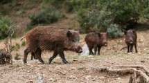 Imagen de Carne de jabalí en Río Negro: qué cambia con el proyecto que busca abrir un nuevo mercado en la Patagonia