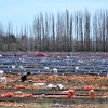 Imagen de Así es la producción de cebolla en el Valle de Viedma: más de 130 productores abastecen a Brasil y Paraguay